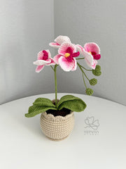 Crochet flower pot. Handmade phalaenopsis orchid Potted Plant. Birthday or Mother’s Day gift for her.