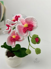 Crochet flower pot. Handmade phalaenopsis orchid Potted Plant. Birthday or Mother’s Day gift for her.